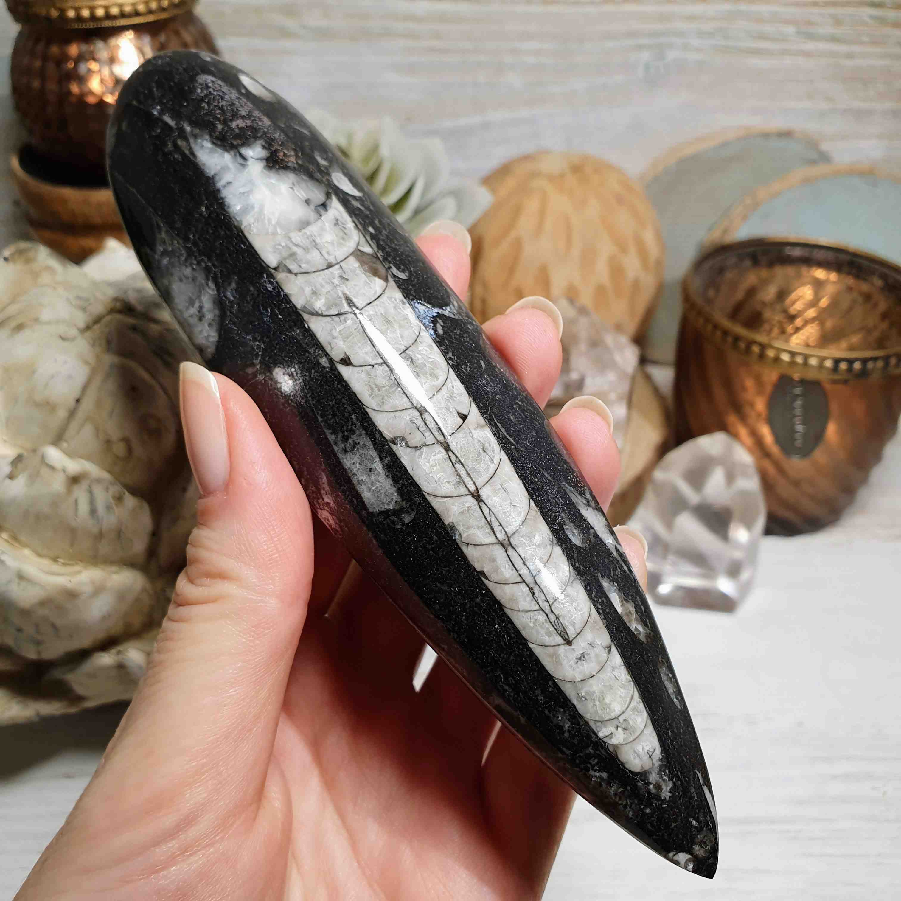 Orthoceras - leštěná přírodní fosílie z Maroka D. 15,5 cm