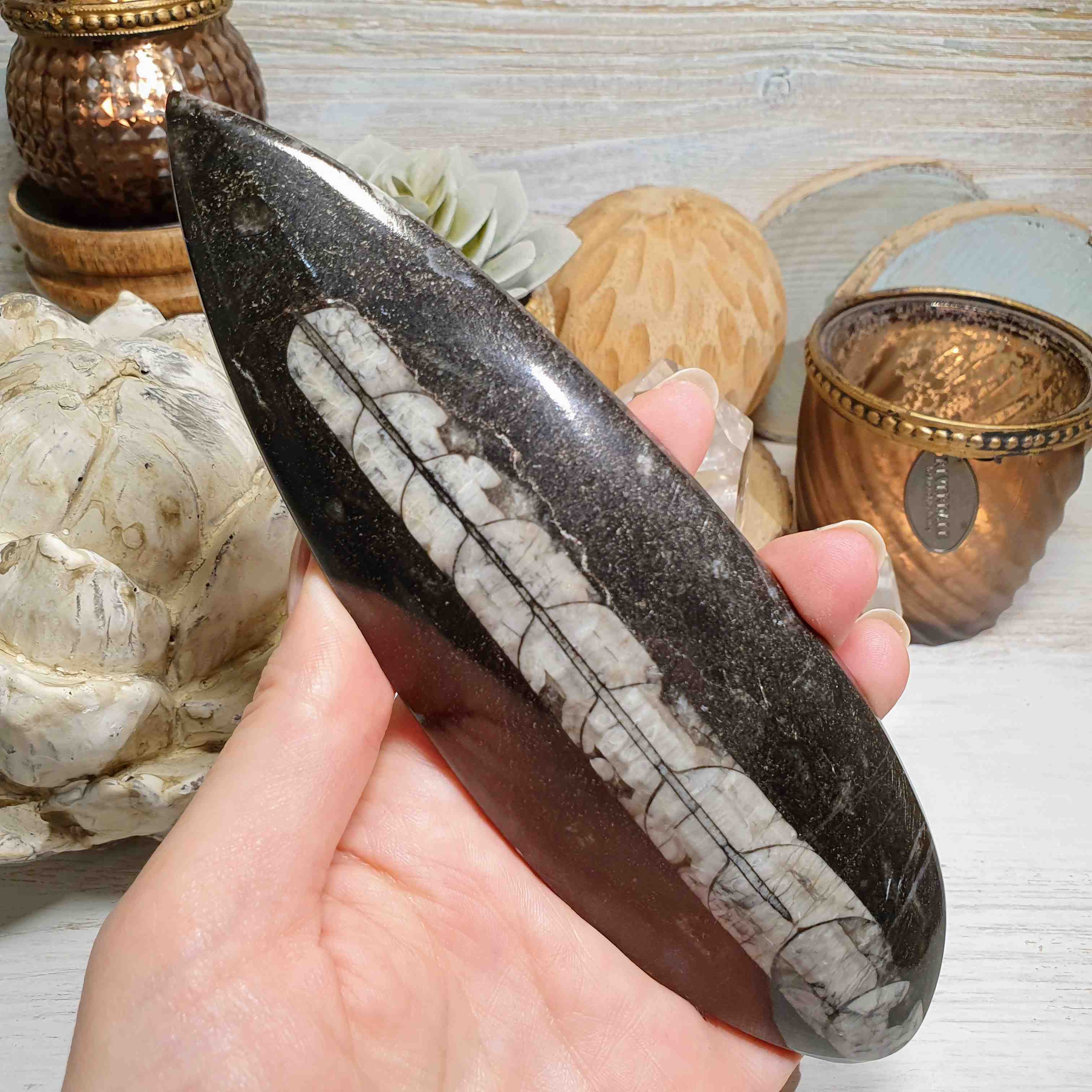 Orthoceras - leštěná přírodní fosílie z Maroka H. 17,5 cm
