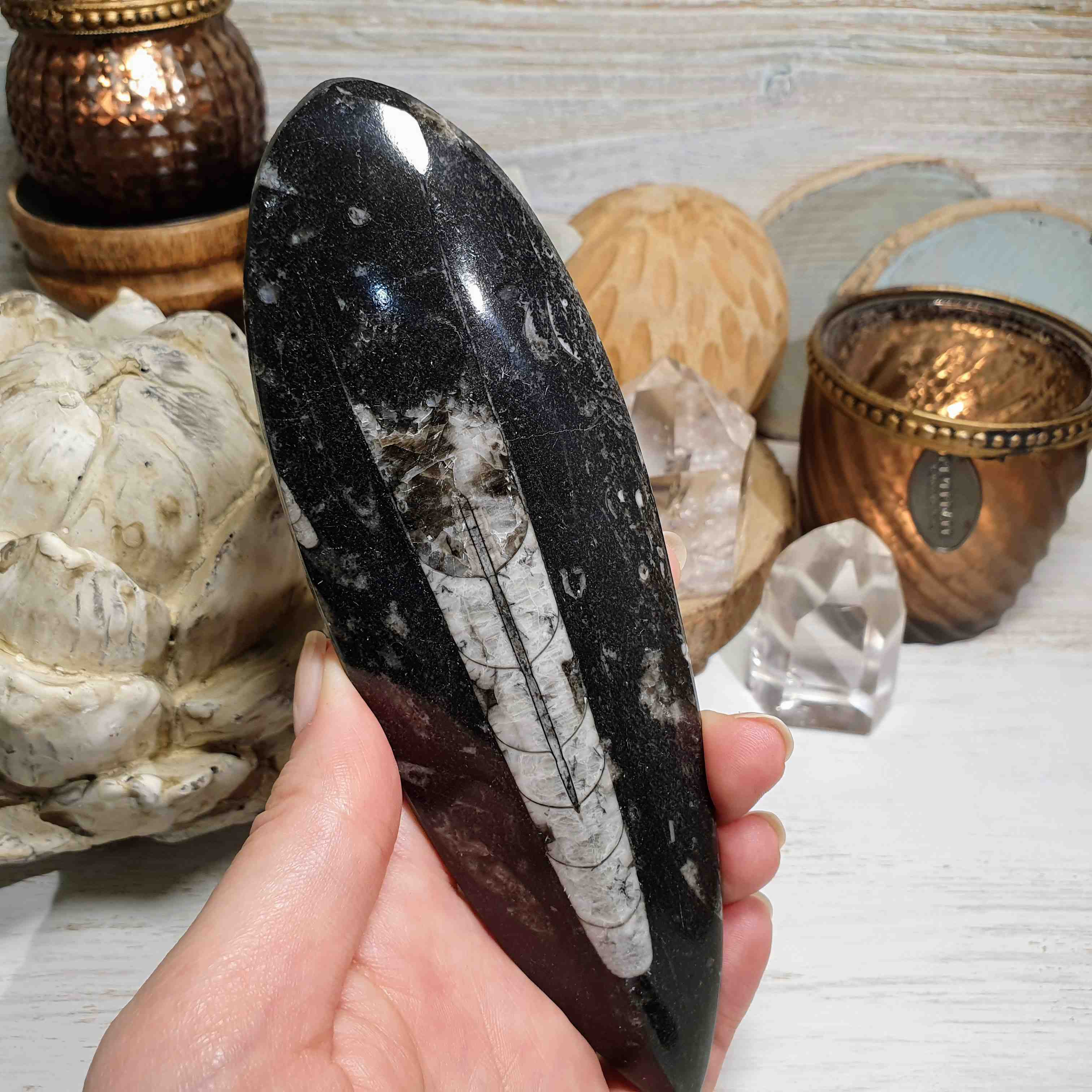 Orthoceras - leštěná přírodní fosílie z Maroka F. 17 cm