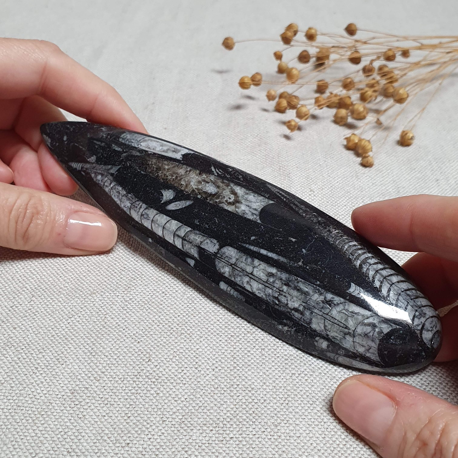 Orthoceras - přírodní fosílie z Maroka B. 16 cm 