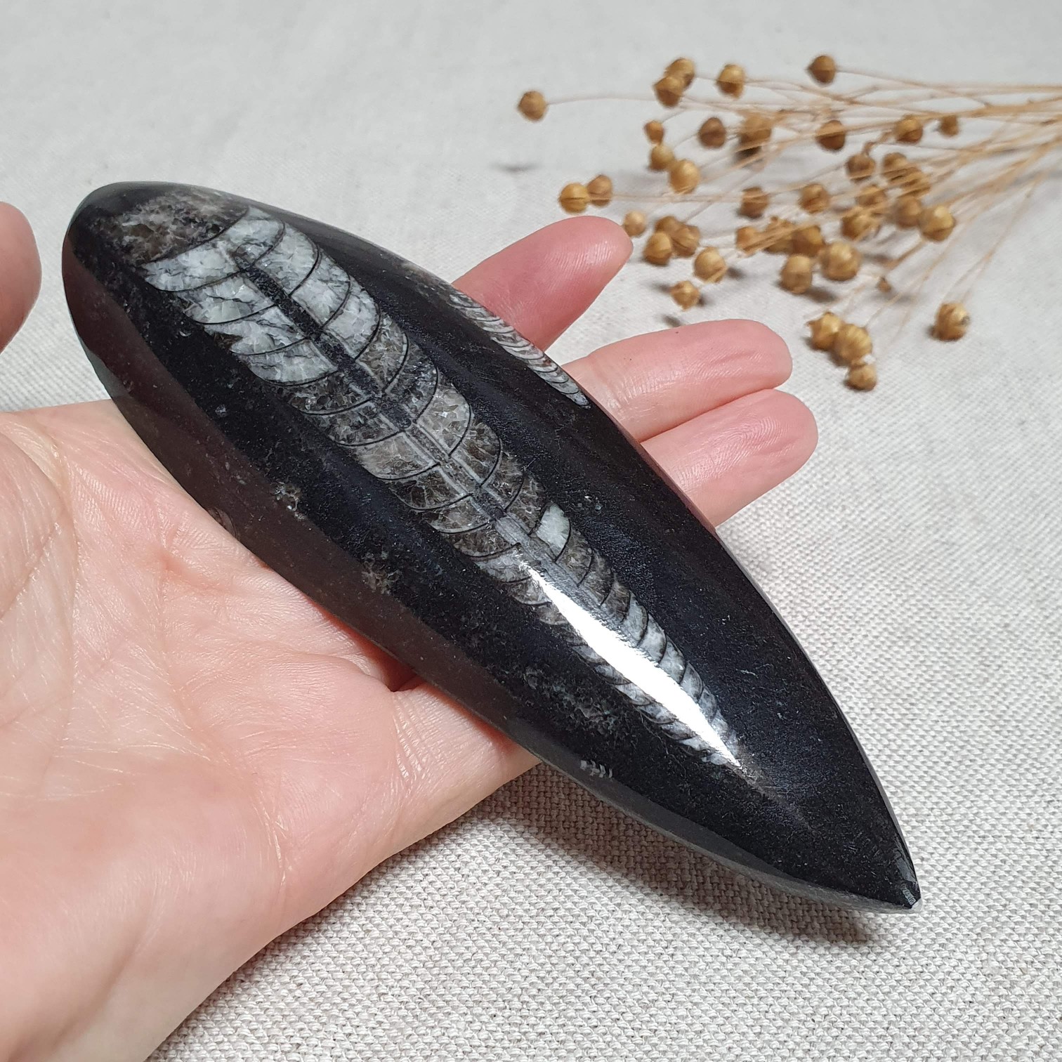 Orthoceras - přírodní fosílie z Maroka C. 14,5 cm 