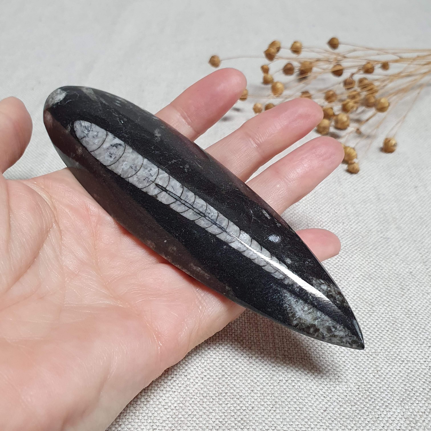 Orthoceras - přírodní fosílie z Maroka I. 13,5 cm 