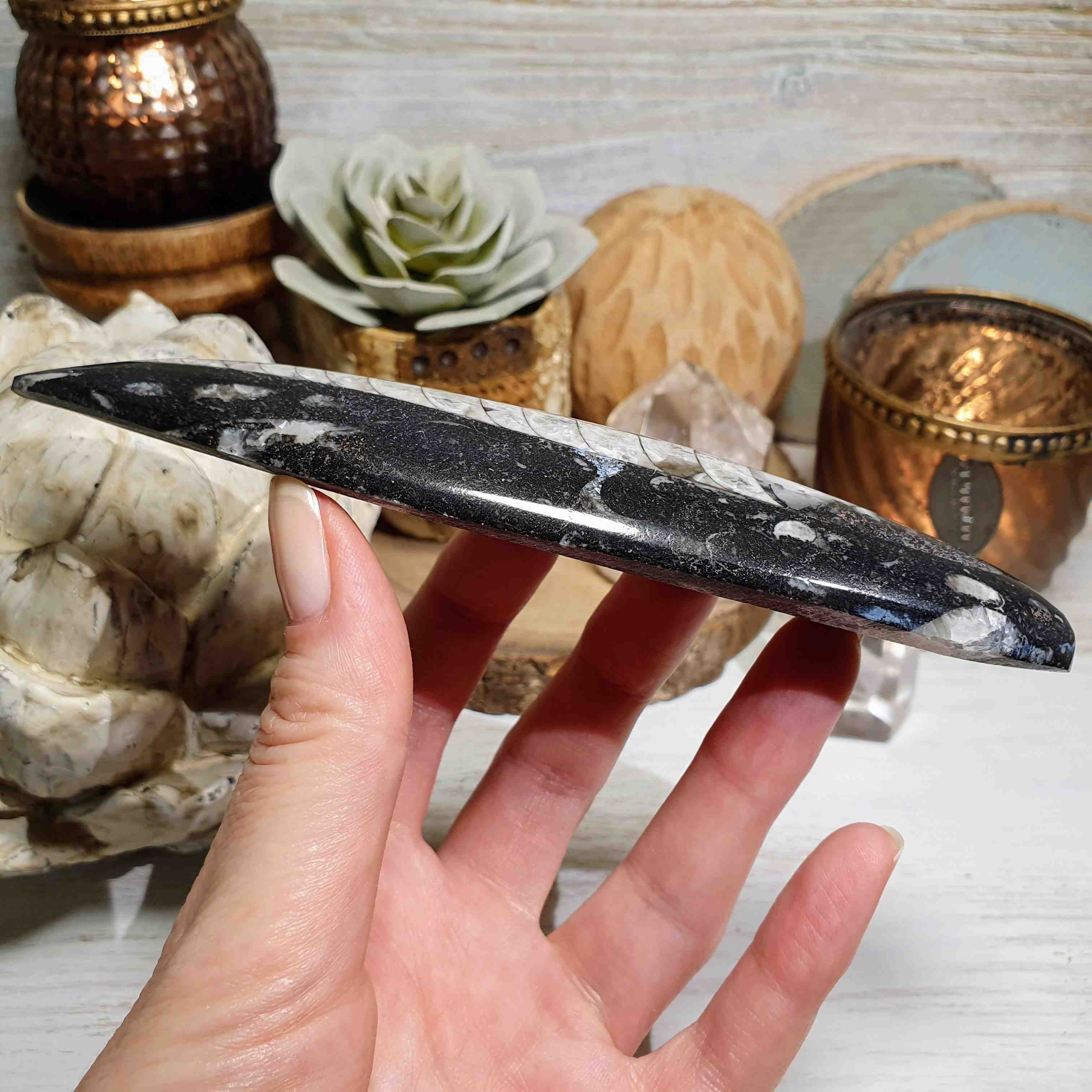 Orthoceras - leštěná přírodní fosílie z Maroka D. 15,5 cm