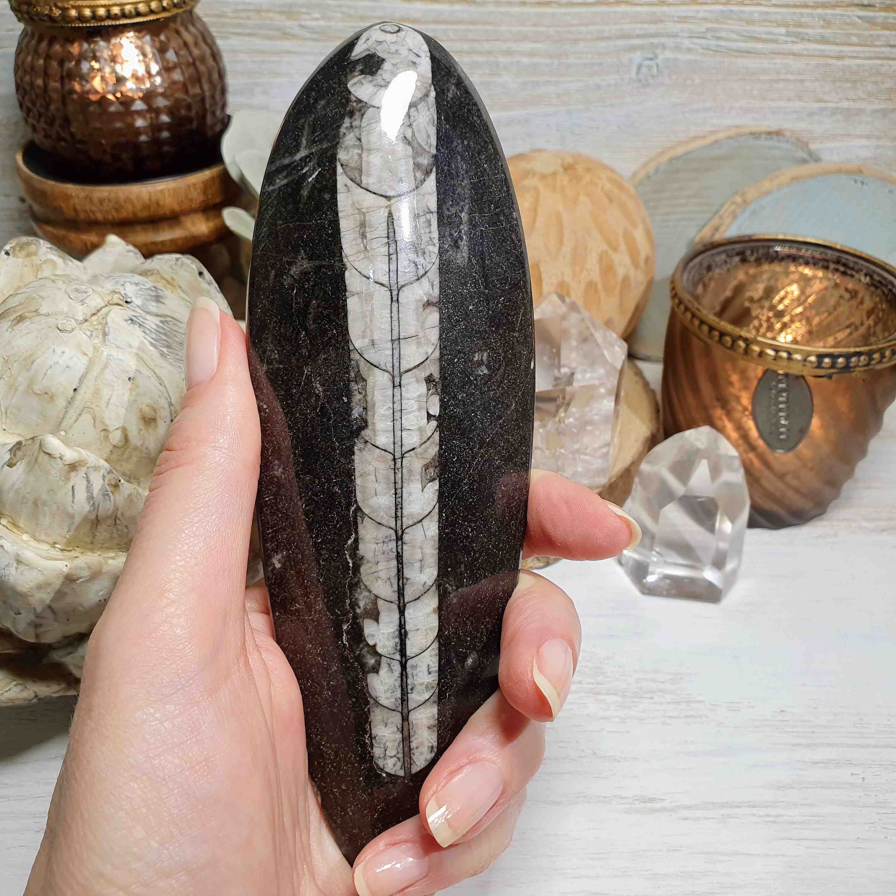 Orthoceras - leštěná přírodní fosílie z Maroka H. 17,5 cm