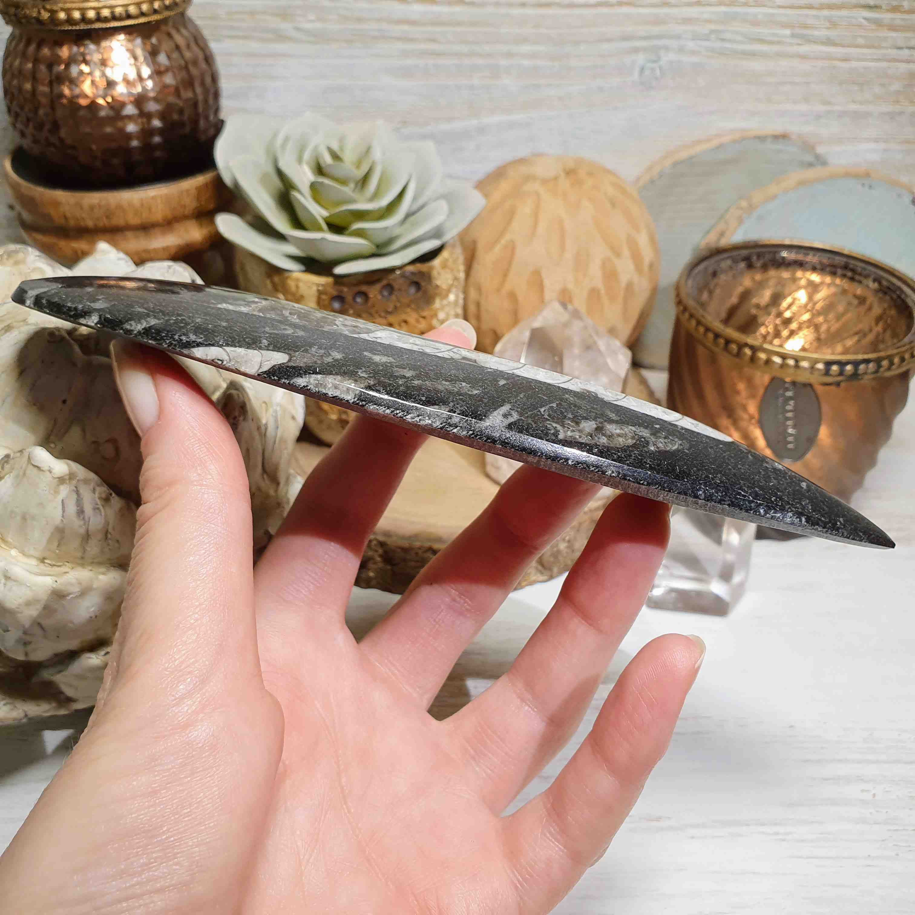 Orthoceras - leštěná přírodní fosílie z Maroka F. 17 cm