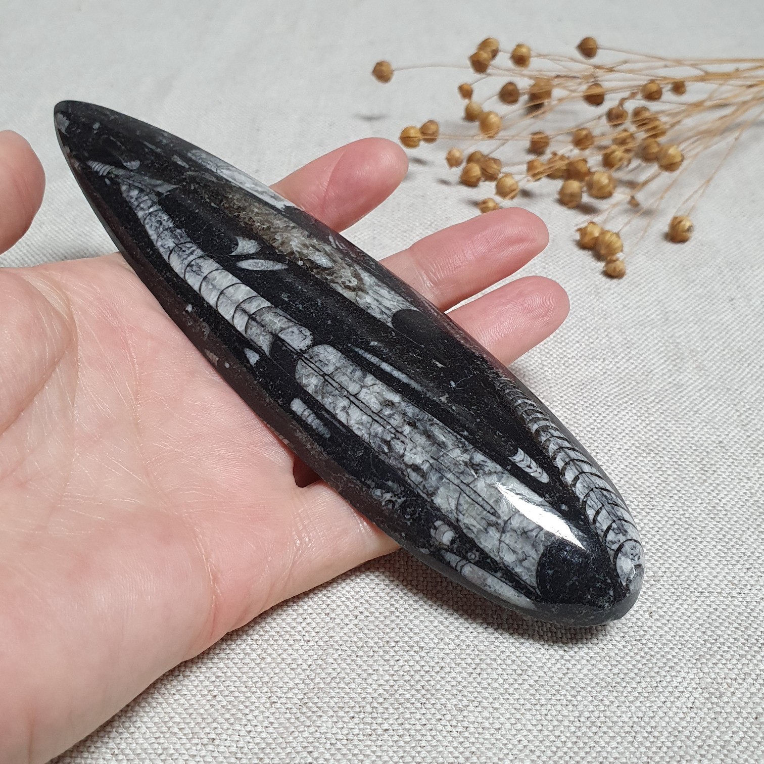 Orthoceras - přírodní fosílie z Maroka B. 16 cm 