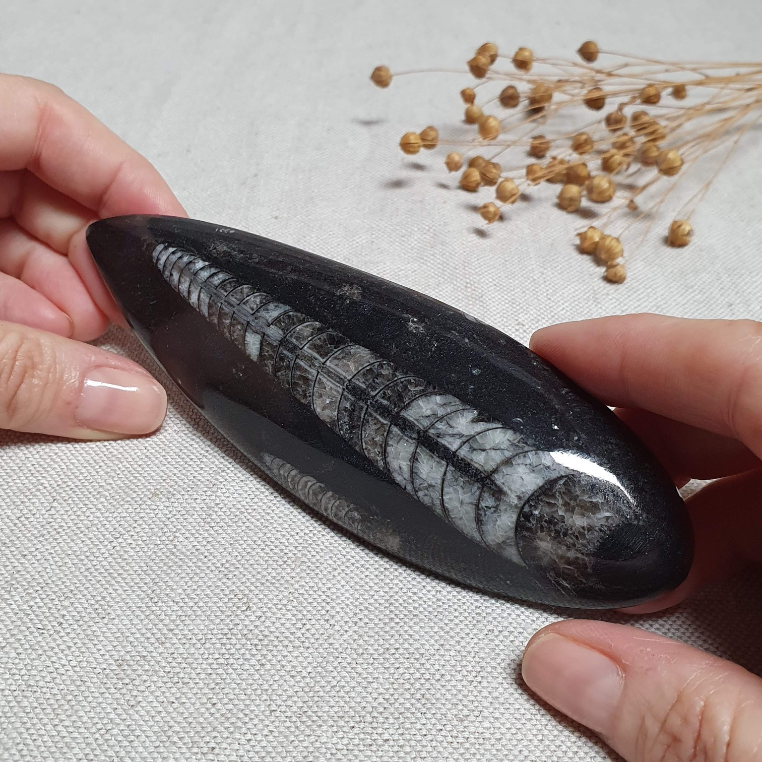 Orthoceras - přírodní fosílie z Maroka C. 14,5 cm 