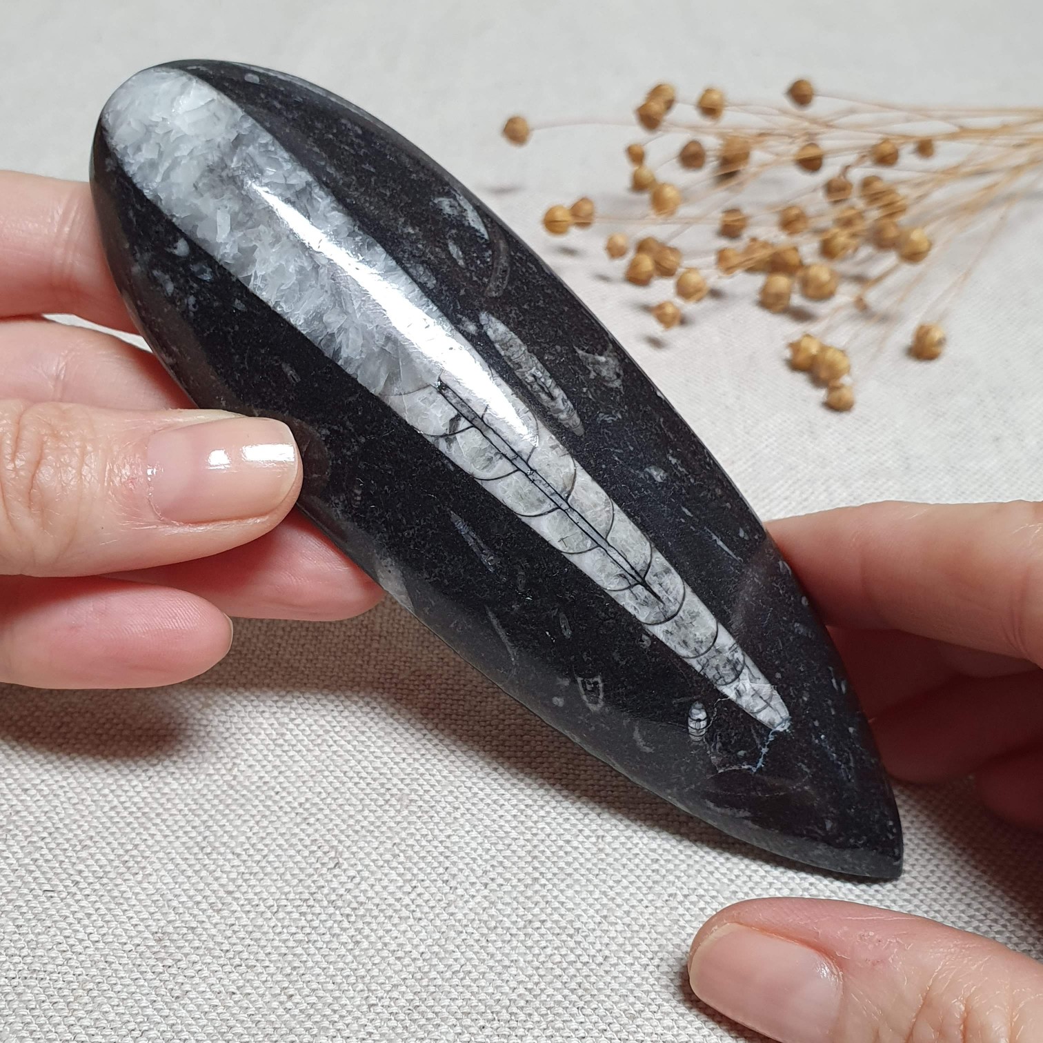 Orthoceras - přírodní fosílie z Maroka E. 14 cm