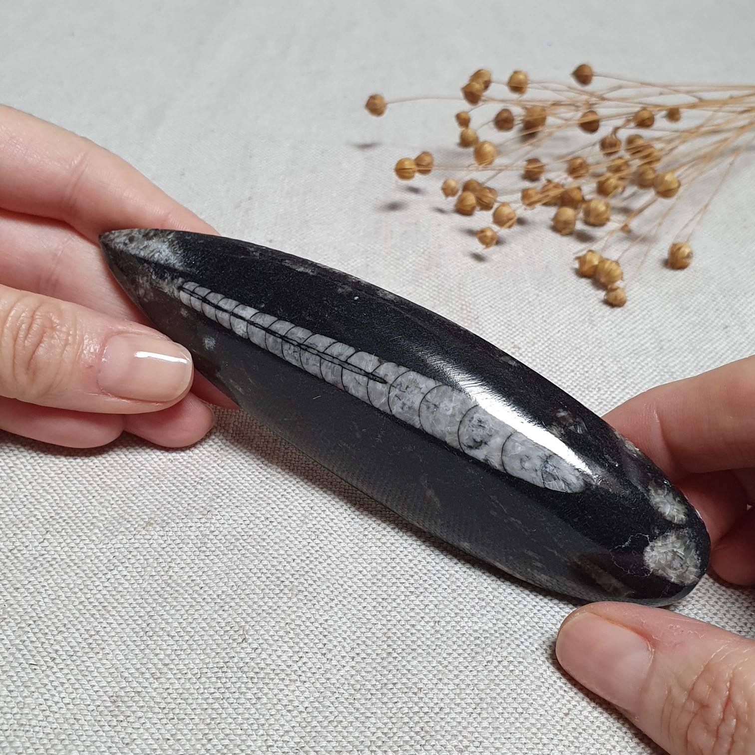 Orthoceras - přírodní fosílie z Maroka I. 13,5 cm 