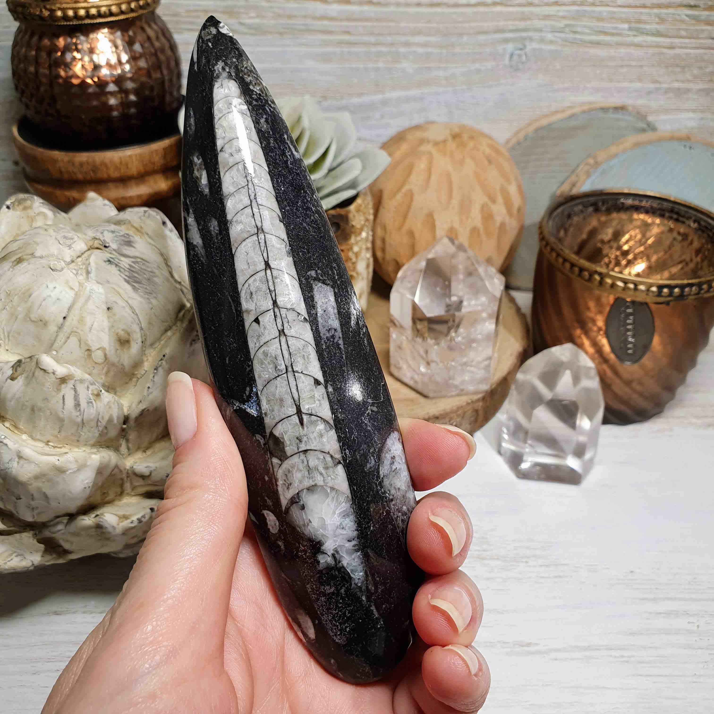 Orthoceras - leštěná přírodní fosílie z Maroka D. 15,5 cm