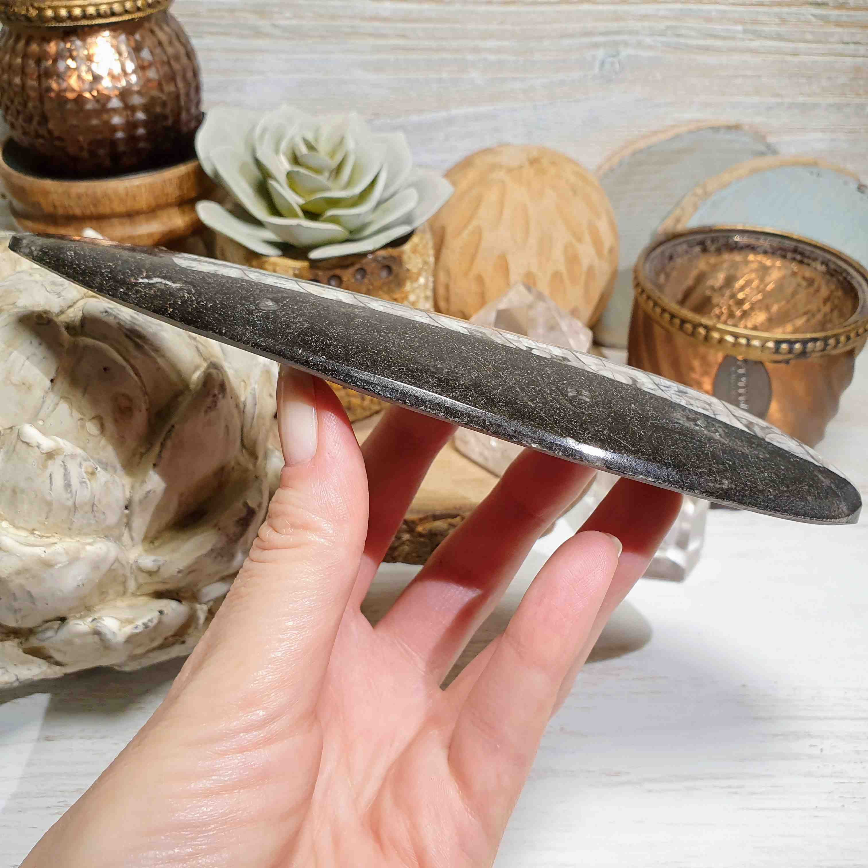 Orthoceras - leštěná přírodní fosílie z Maroka H. 17,5 cm