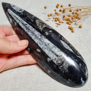 Orthoceras - přírodní fosílie z Maroka A. 20 cm