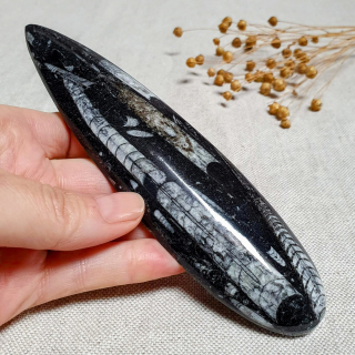 Orthoceras - přírodní fosílie z Maroka B. 16 cm 