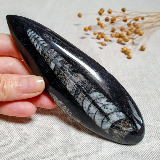 Orthoceras - přírodní fosílie z Maroka C. 14,5 cm 