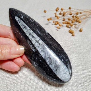 Orthoceras - přírodní fosílie z Maroka E. 14 cm 