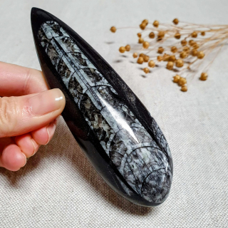 Orthoceras - přírodní fosílie z Maroka G. 13 cm 