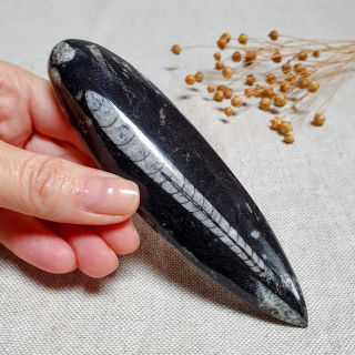 Orthoceras - přírodní fosílie z Maroka I. 13,5 cm 