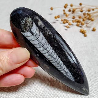 Orthoceras - přírodní fosílie z Maroka J. 12,5 cm 